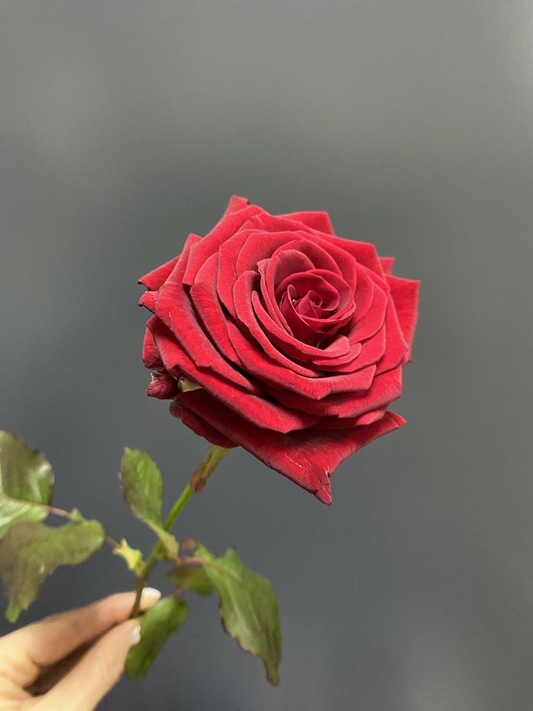 Роза красная 50 см