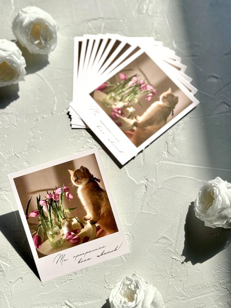 Фотокарточка "Ты прекрасней всех цветов" - Кот с тюльпанами