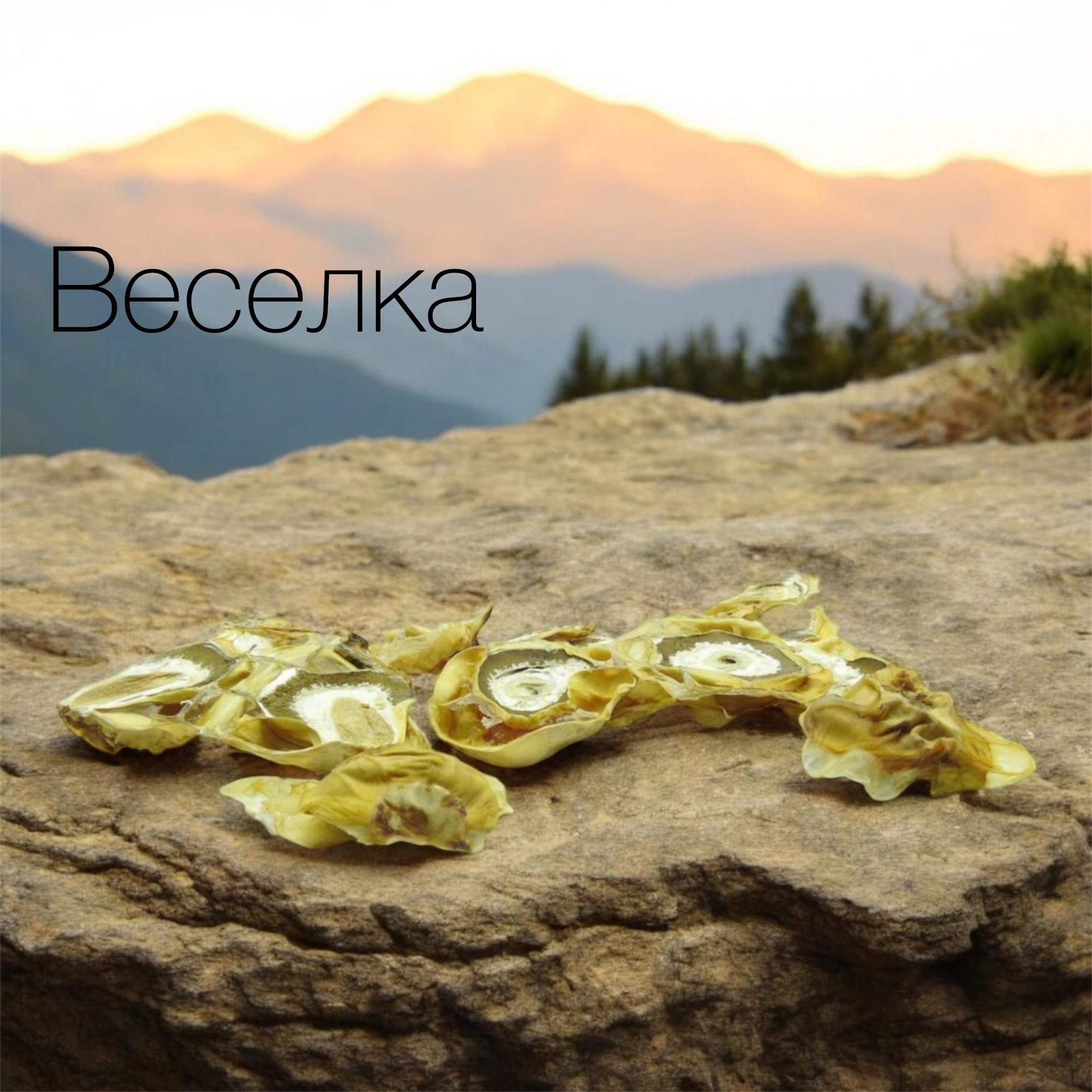 Веселка обыкновенная