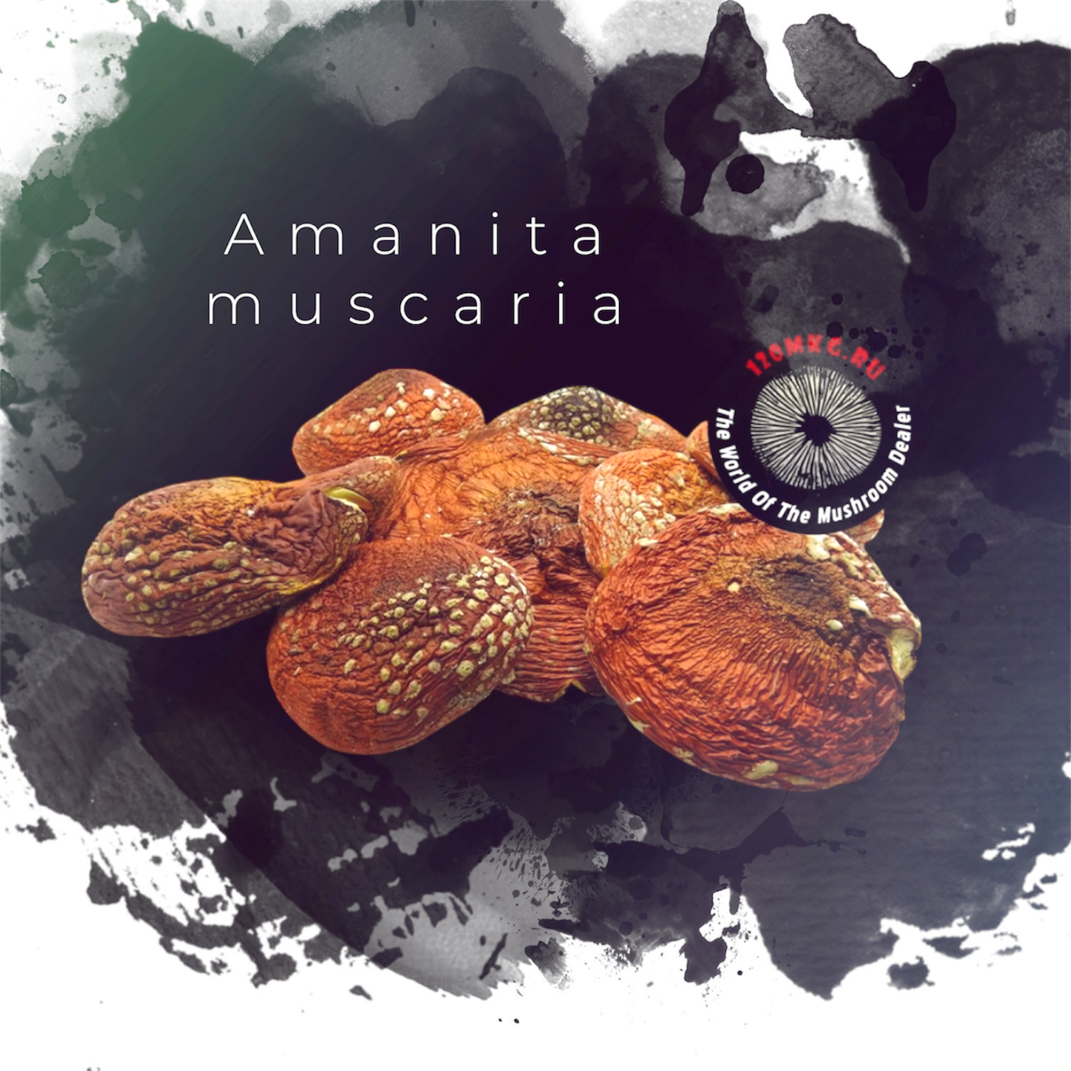 Мухомор красный. Открытые шляпки 2025