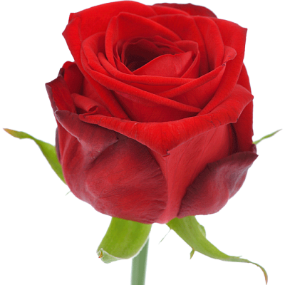 Роза красная Red Naomi