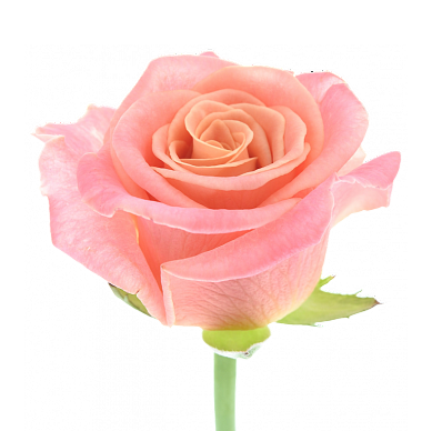 Роза персиковая Miss Piggy