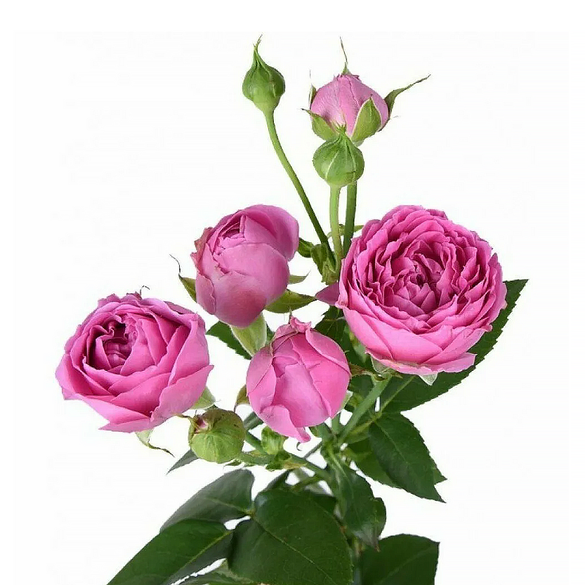 Роза розовая кустовая Misty Bubbles (пионовидная)