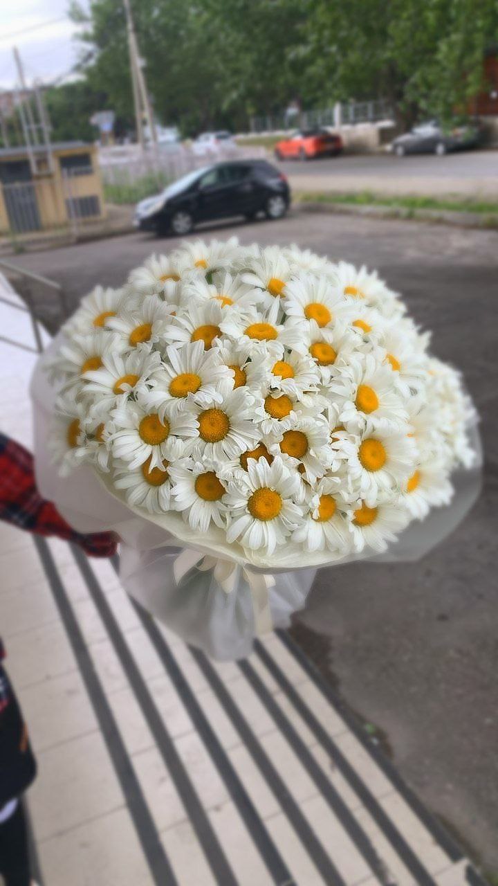 ВАУ букет  из 65 крупных ромашек