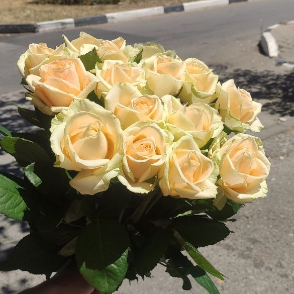 Букет 15 персиковых роз