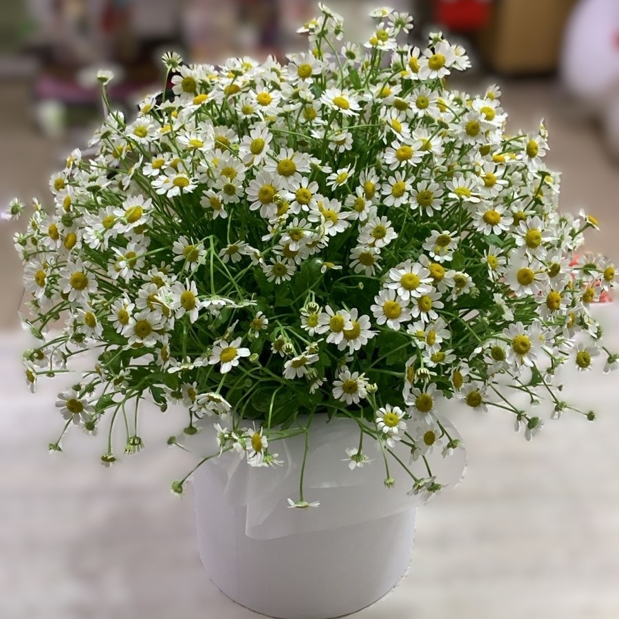 Композиция с ромашками