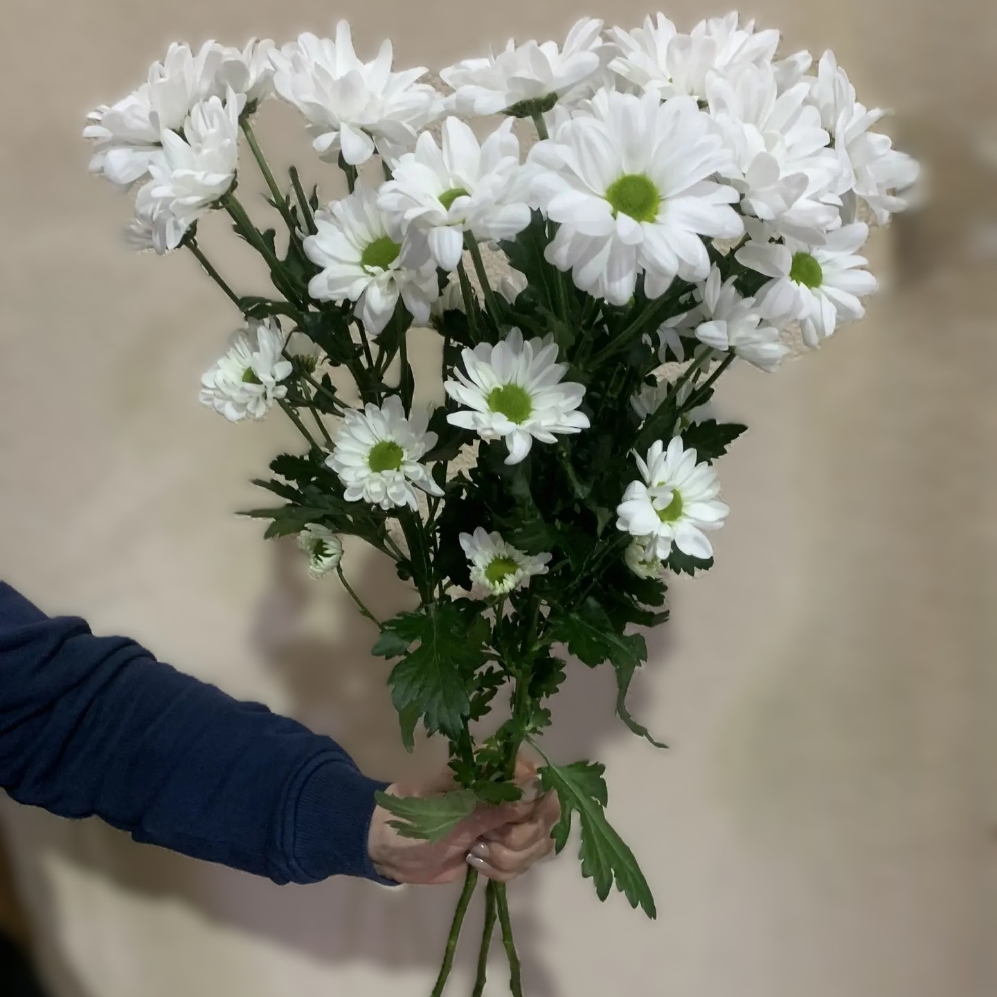 Букет из 3 белых ромашковидных хризантем