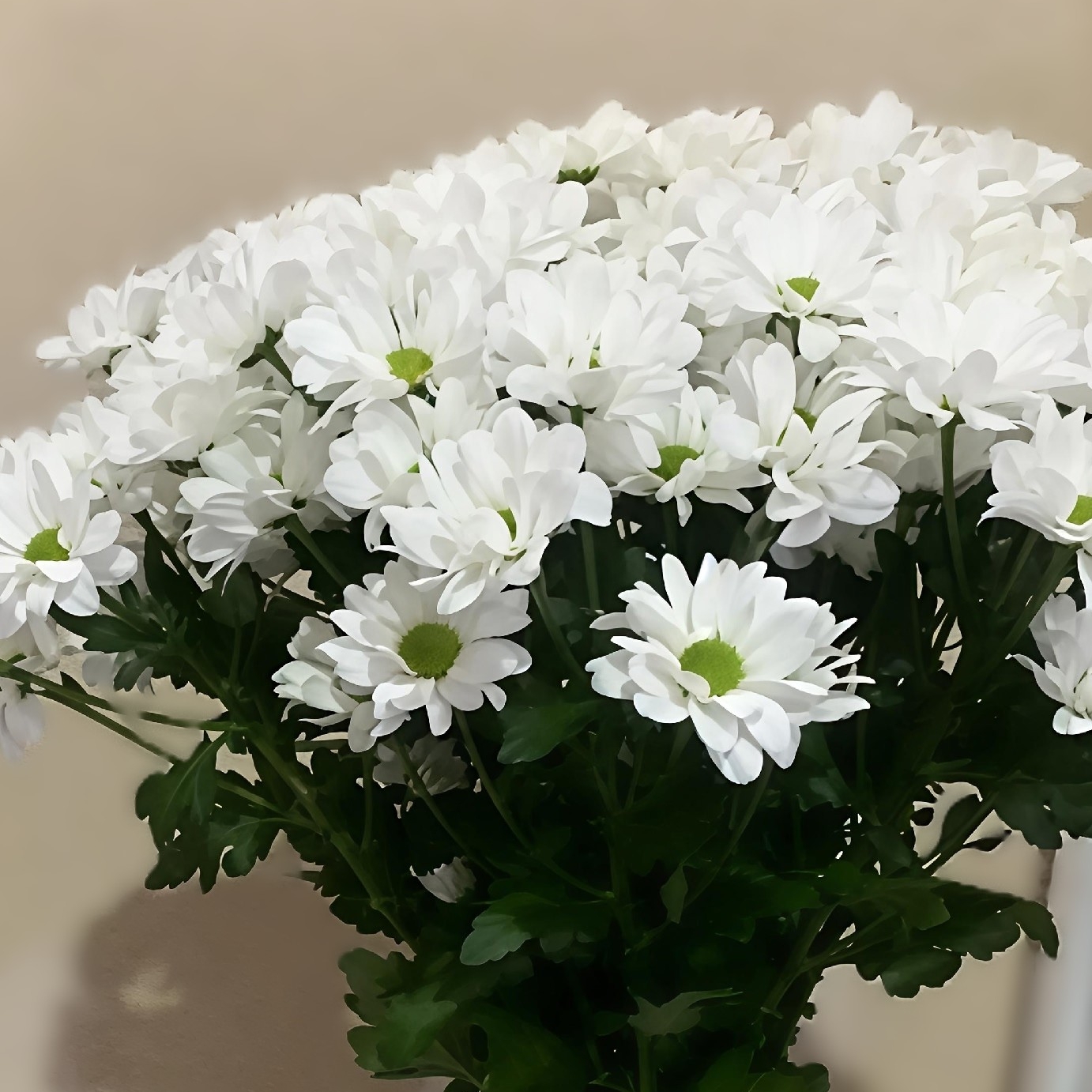 Букет из 9 ромашковидных хризантем