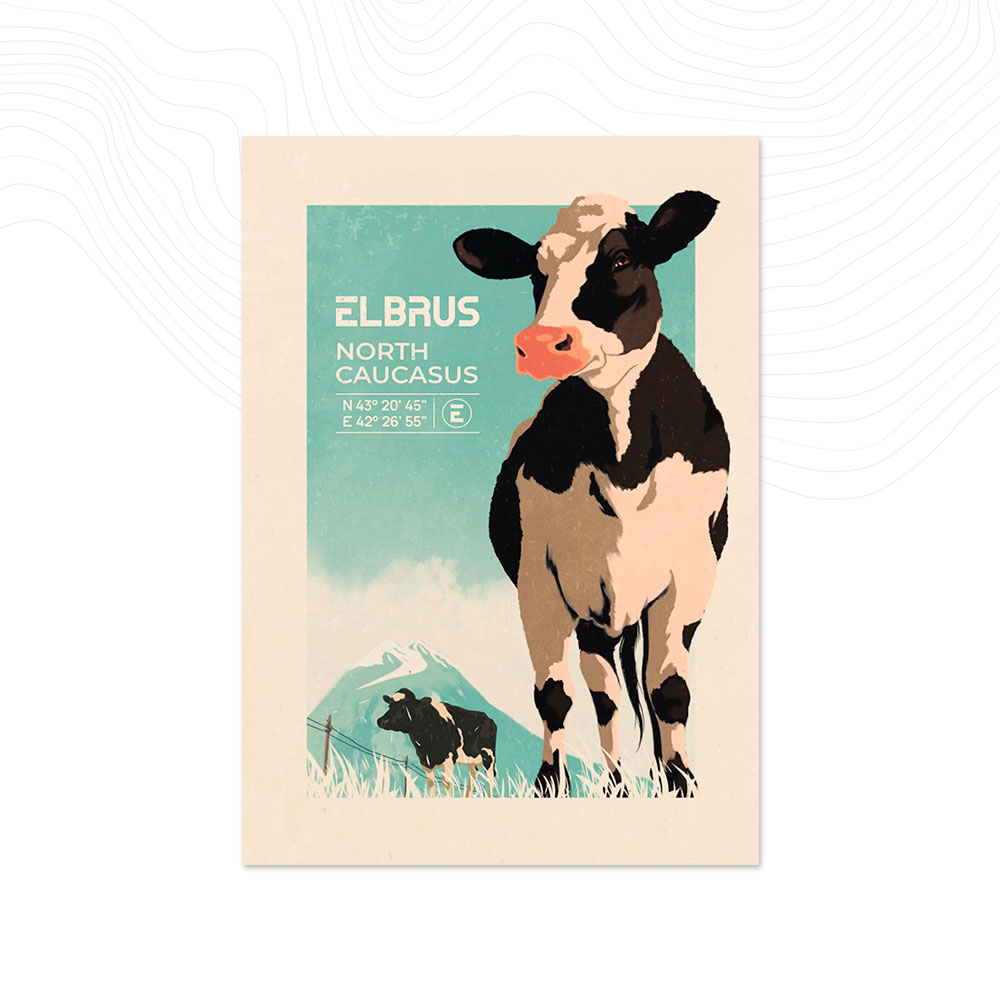 Открытка «Корова Приэльбрусья»