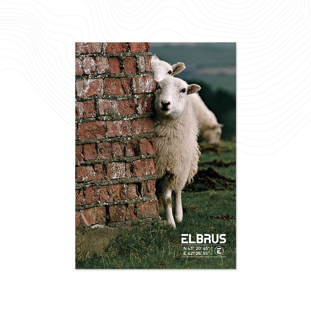 Открытка «Барашки на прогулке»