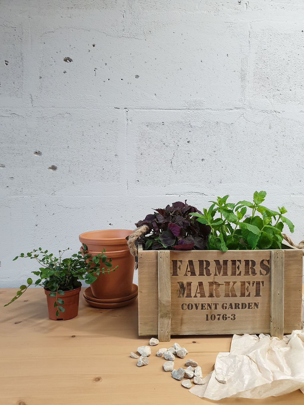 Садовый mix из пряных трав