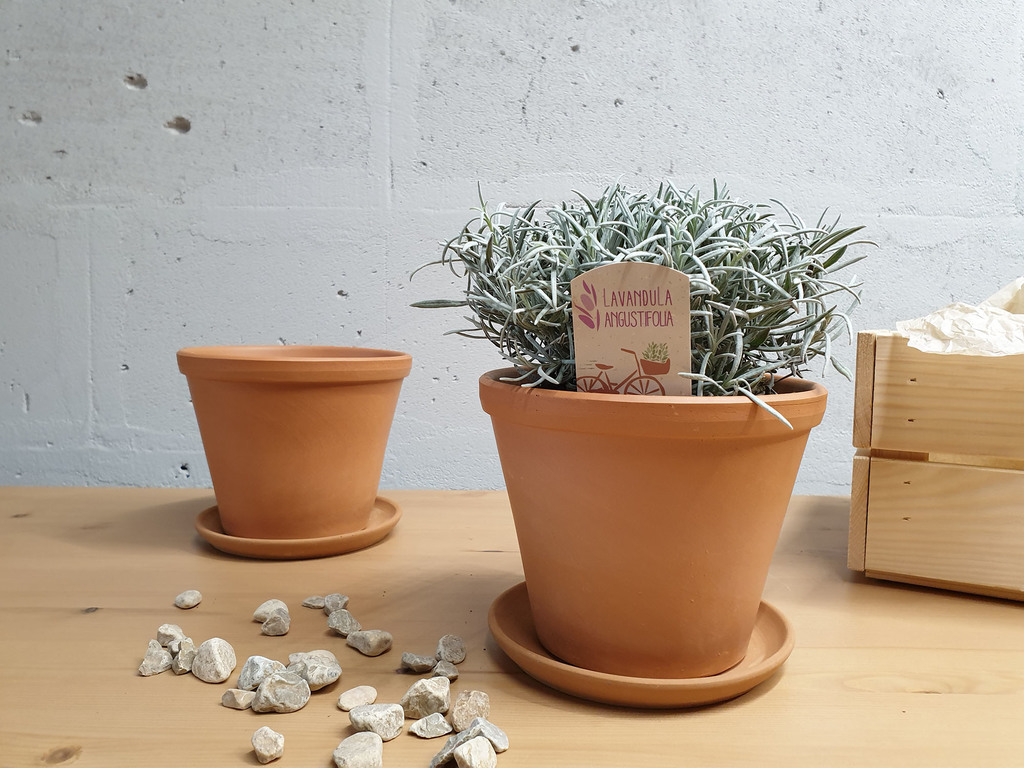 Лаванда в горшке