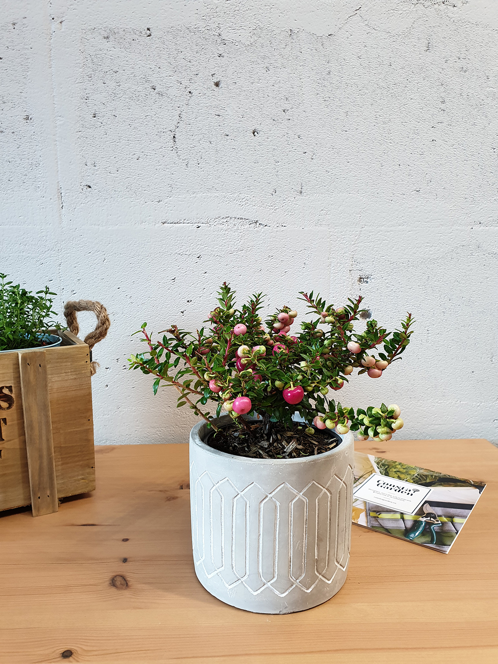 Гаултерия в кашпо