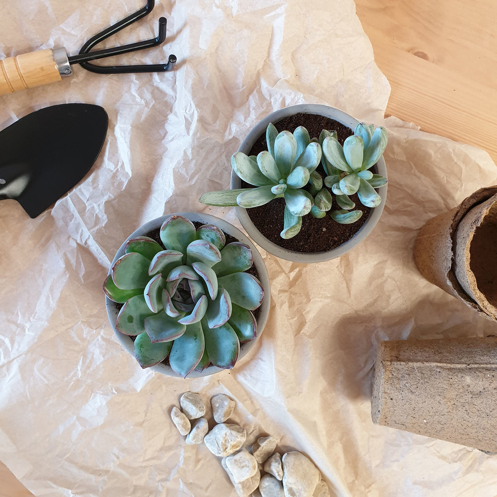 Суккулент в кашпо  d5