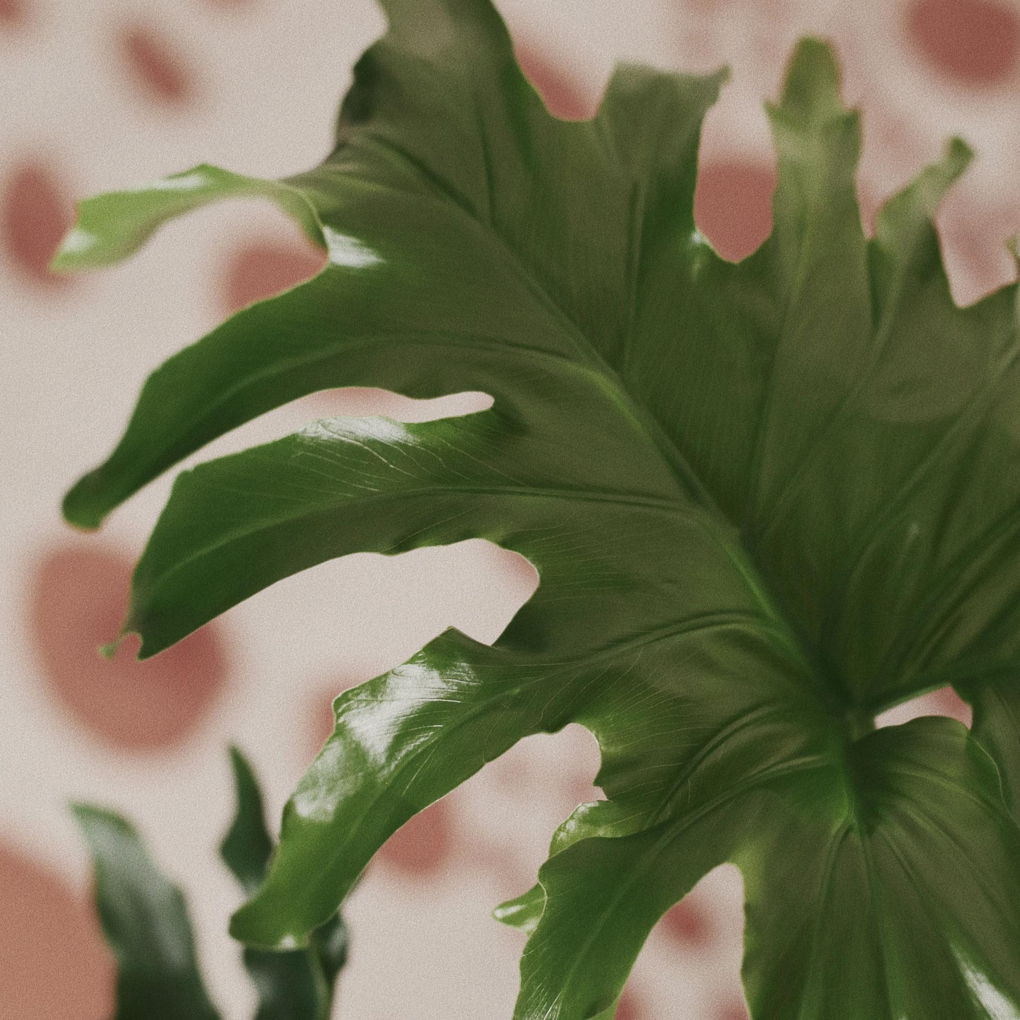 Филодендрон Селло