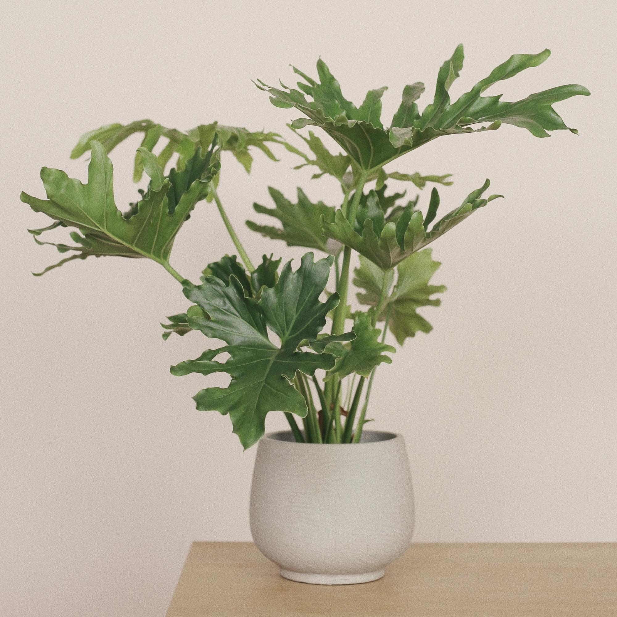 Филодендрон Селло