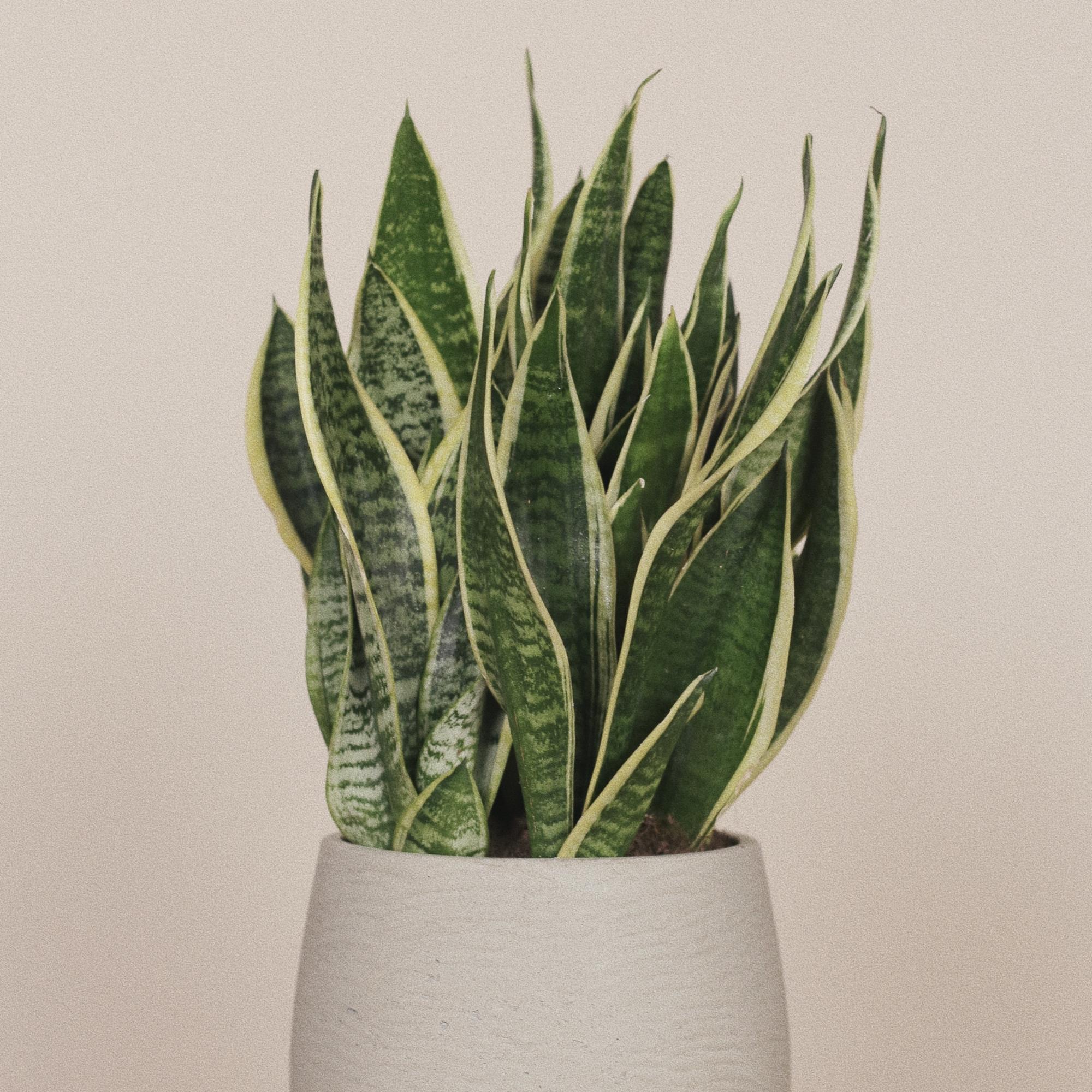 Сансевиерия