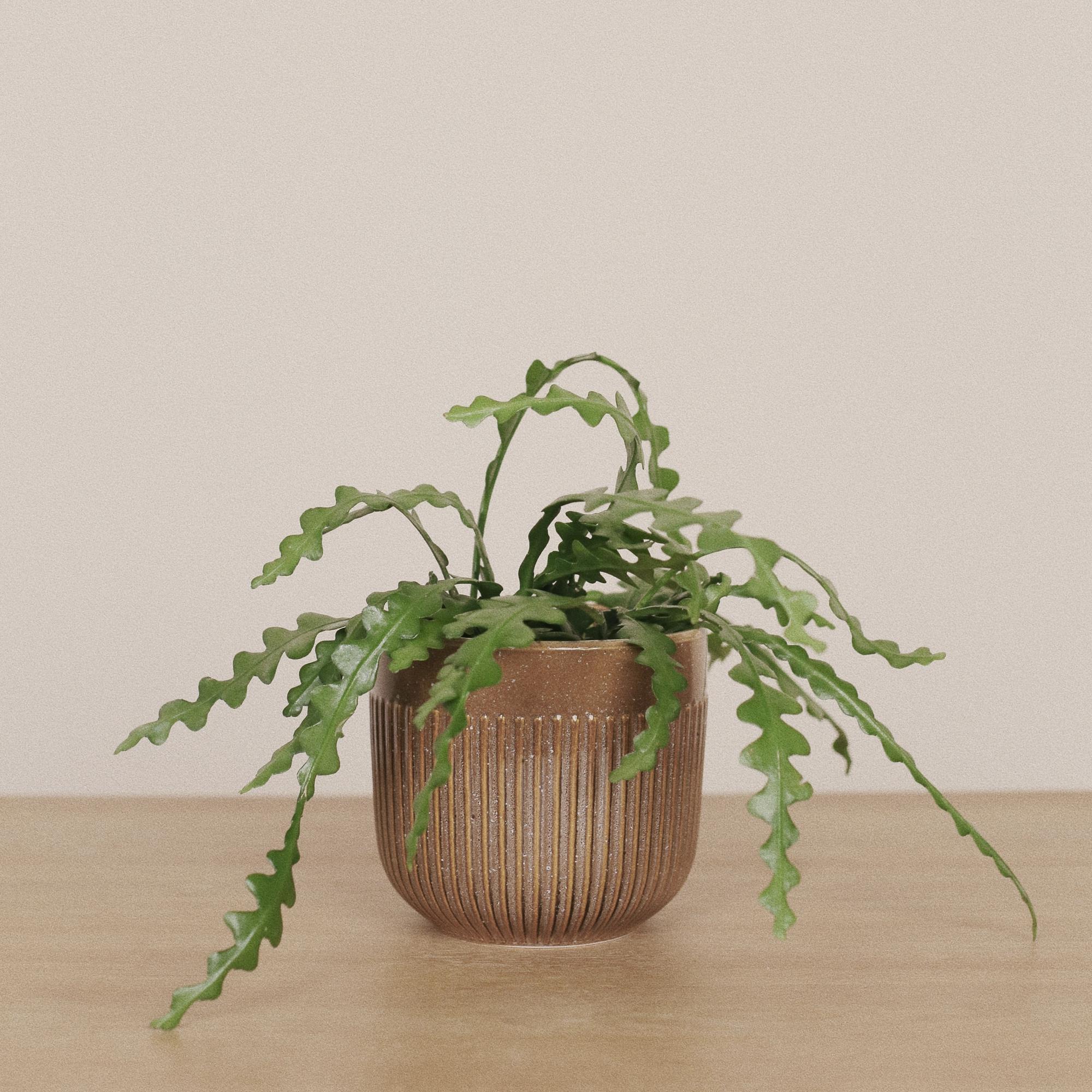 Эпифиллум Ангулигер