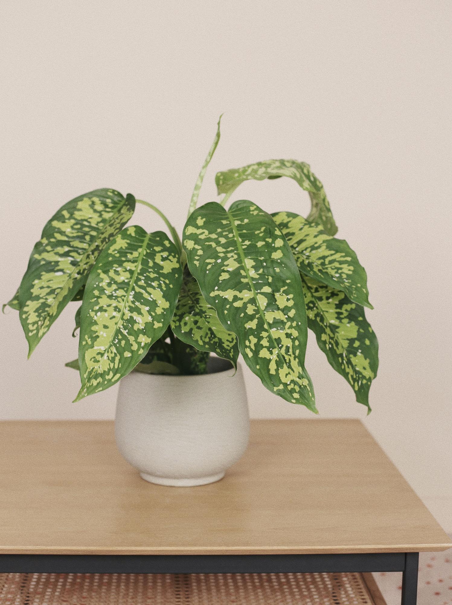 Диффенбахия Чиитах