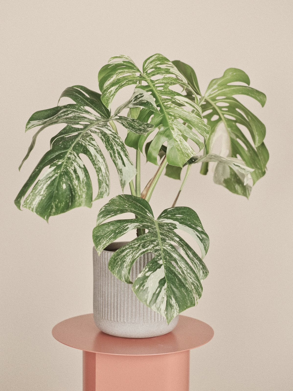 Монстера вариегатная