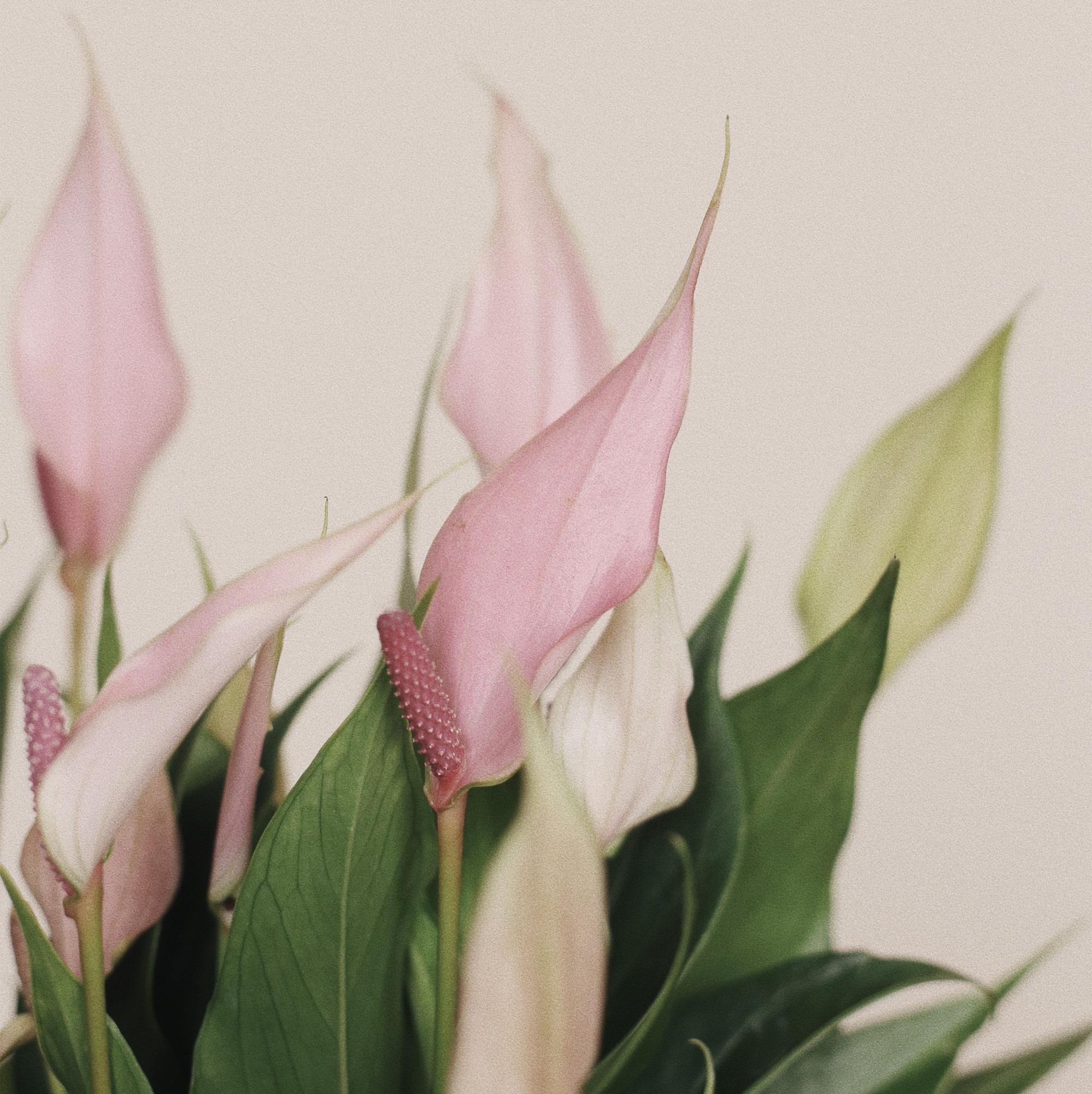 Антуриум Лилли