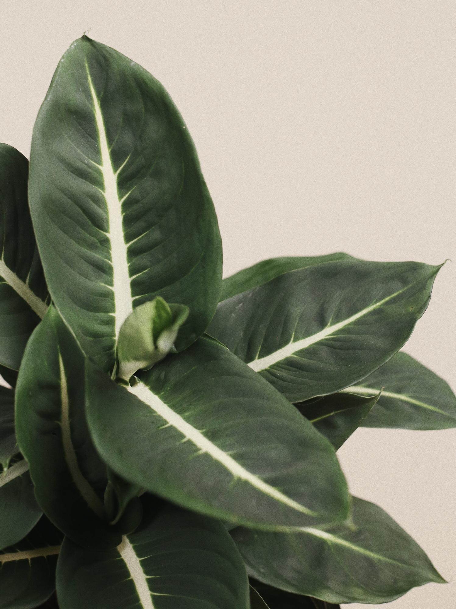 Диффенбахия Грин Мэджик