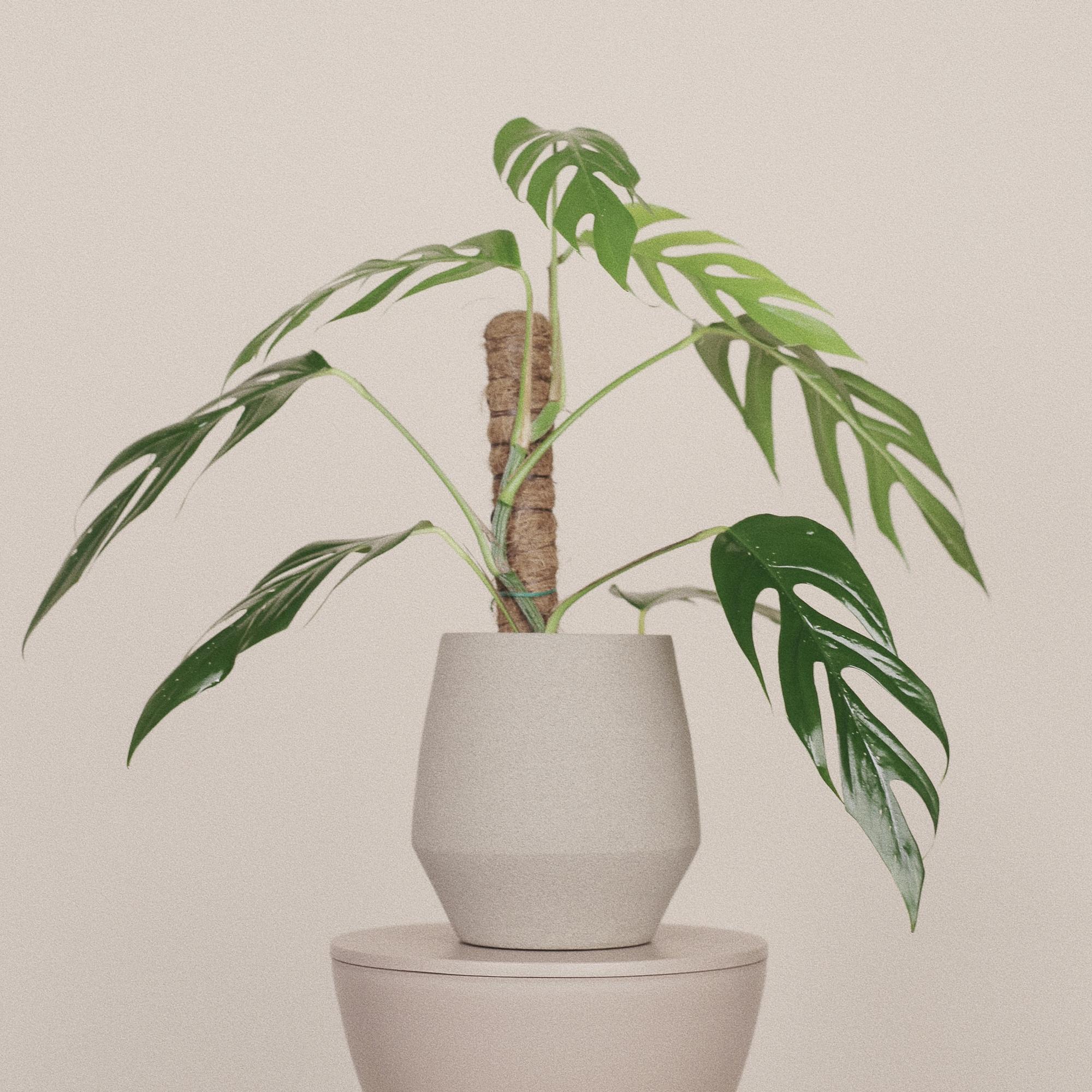 Рафидофора