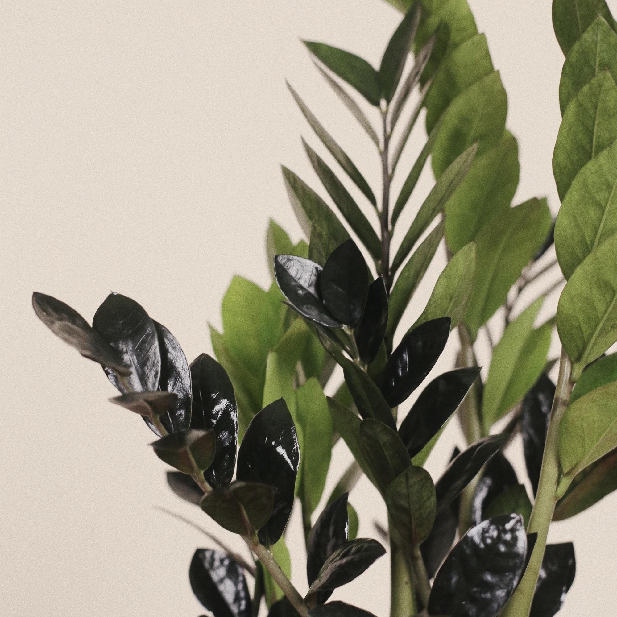 Замиокулькас Равен