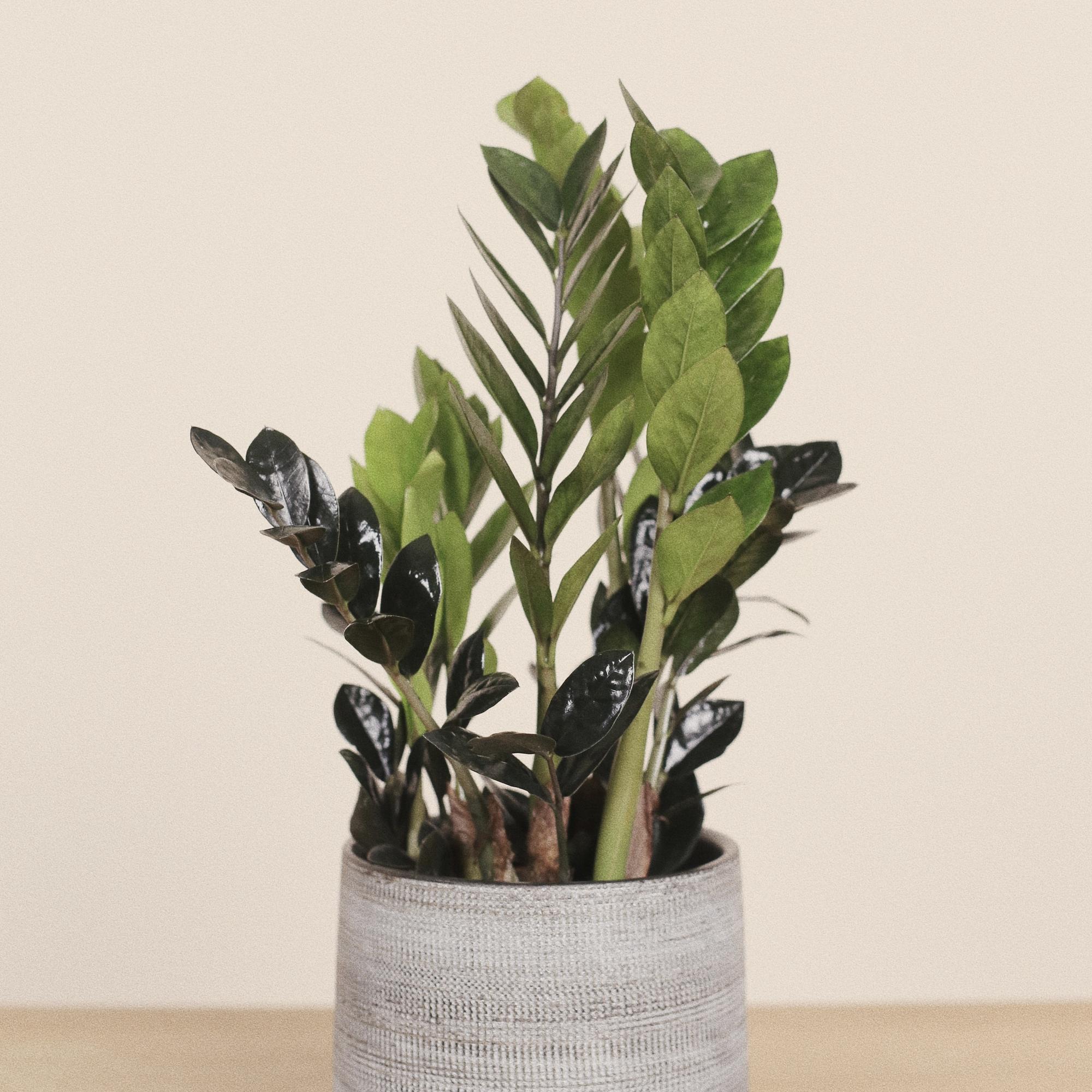 Замиокулькас Равен