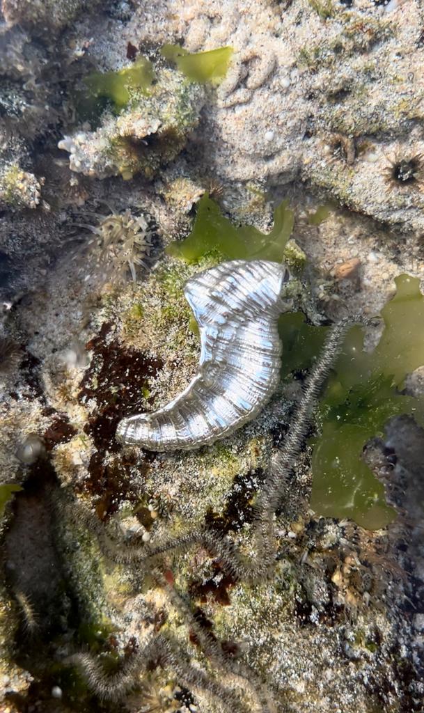 Моносерьга SHELL Уязвимость