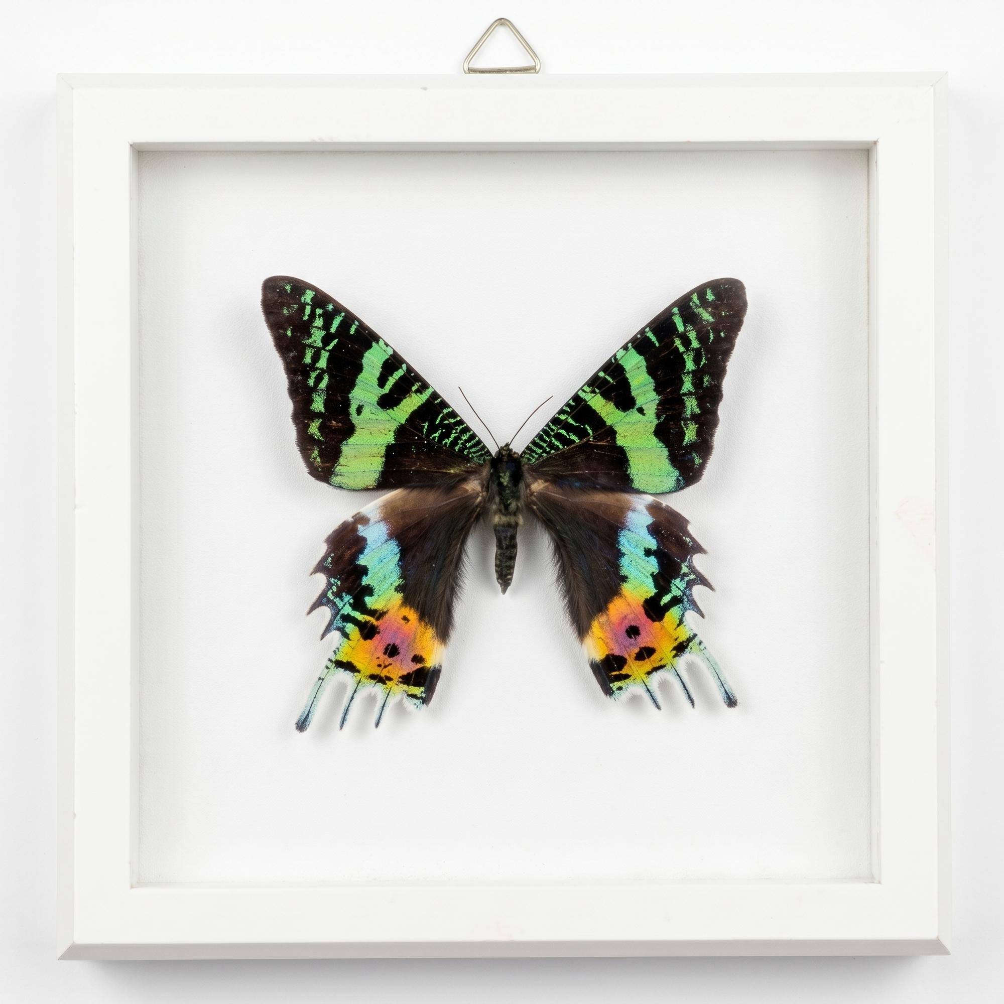 Бабочка Урания Мадагаскарская, оформленная в рамку
