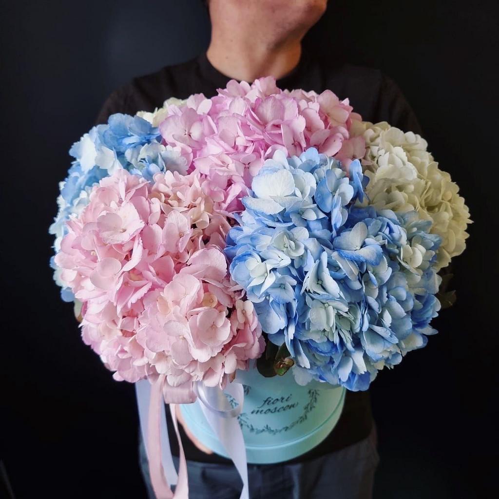 гортензия микс кенийская