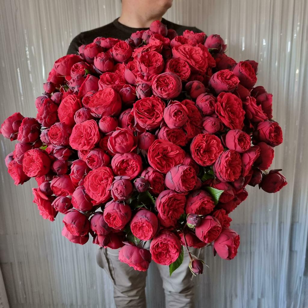 РОЗА РЕД ПИАНО