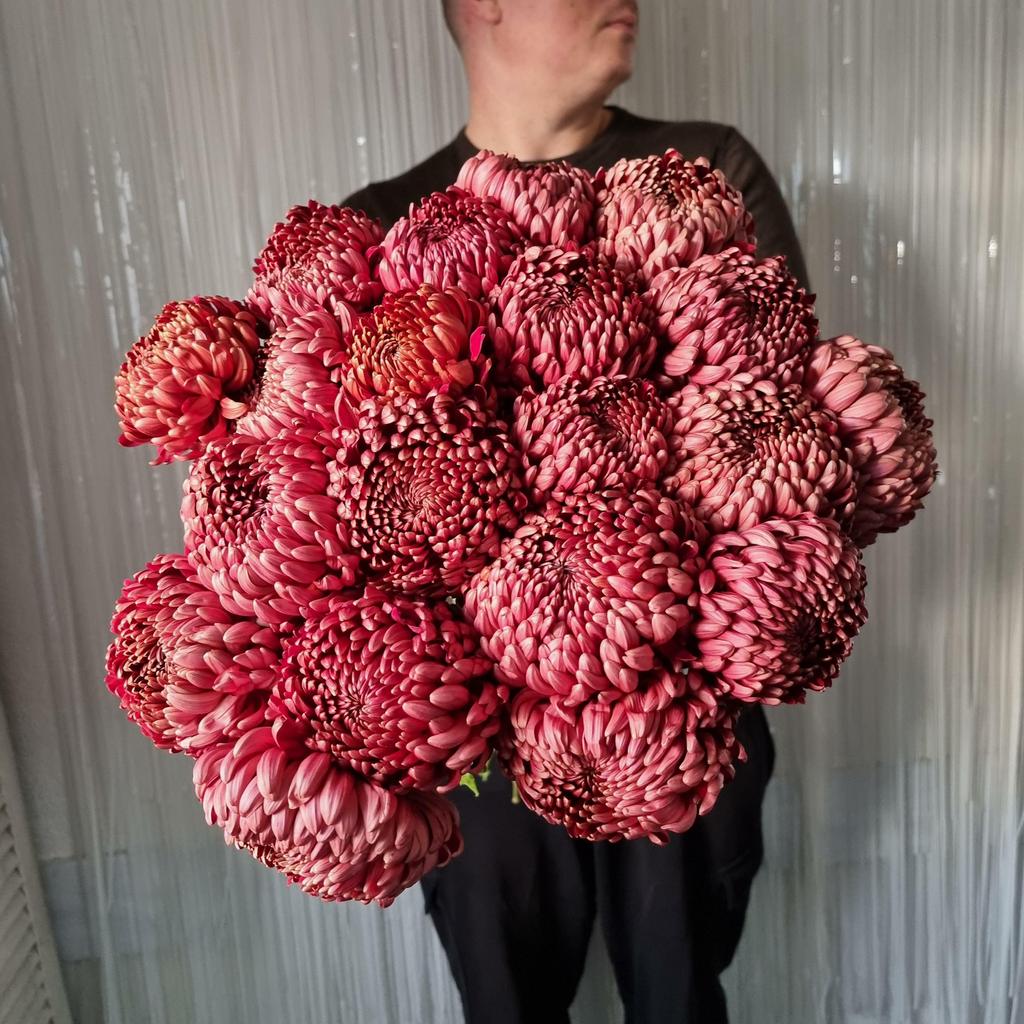 ХРИЗАНЕМА БИГУГИ - ТЕРАКОТ