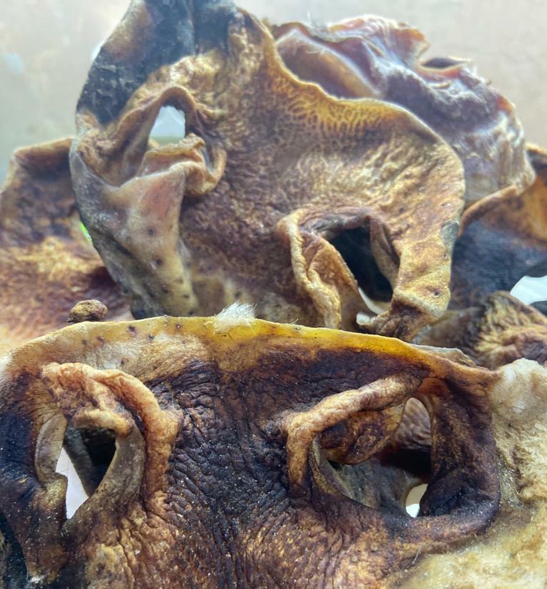 Носы говяжьи сушеные (упаковка 0,5кг и 1кг)