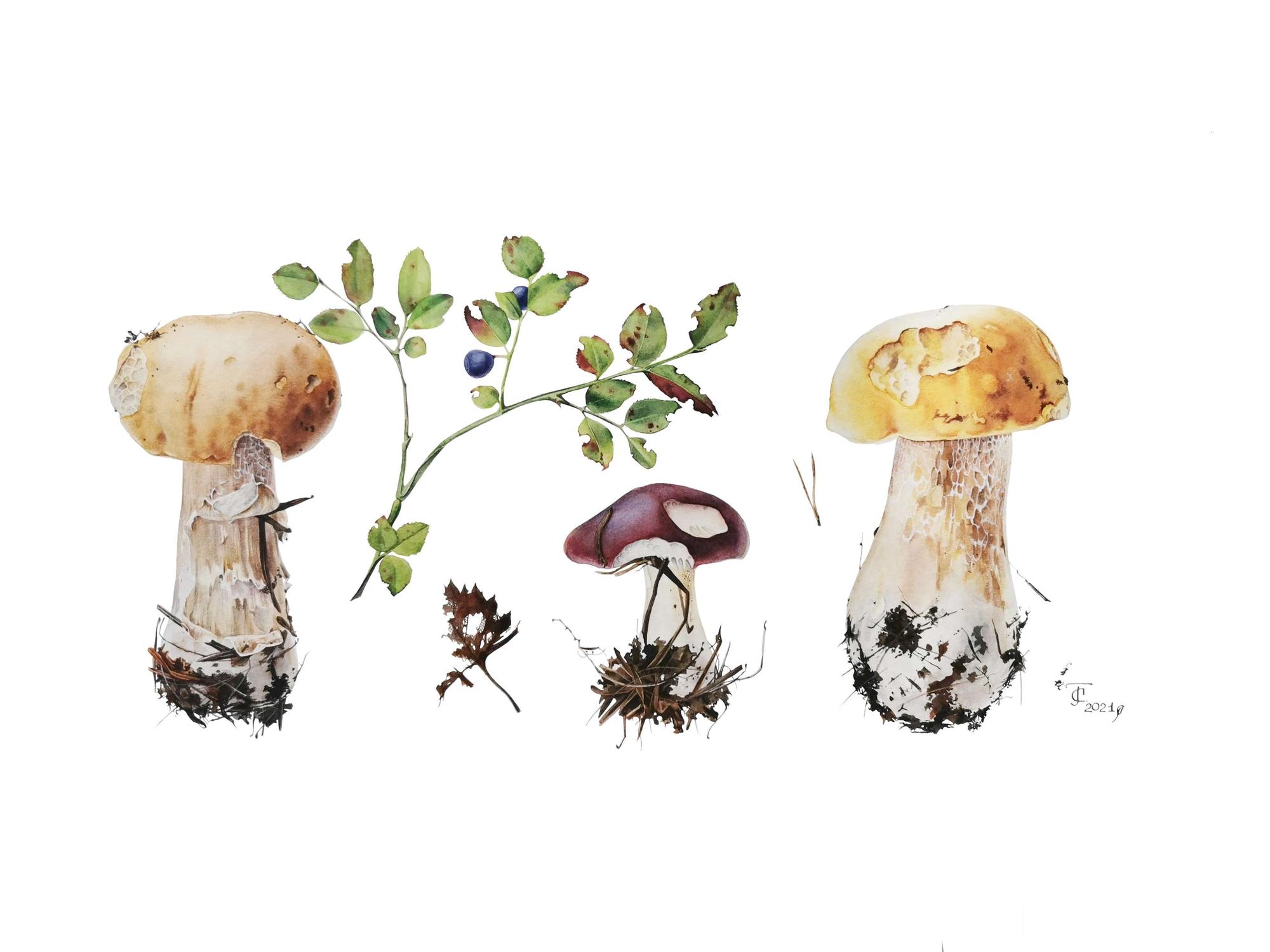 Белый гриб, сыроежка,черника обыкновенная. Bolétus edúlis, Rússula, Vaccinium myrtillus.