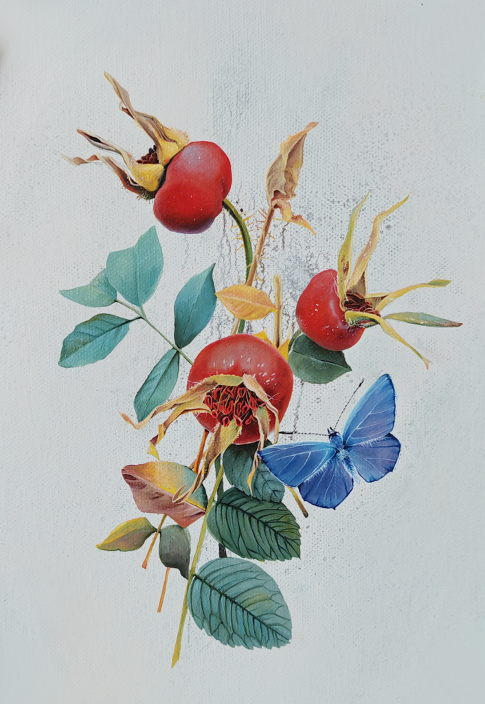 Роза Морщинистая. Овальный холст