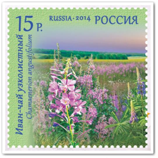 Иван-чай узколистный