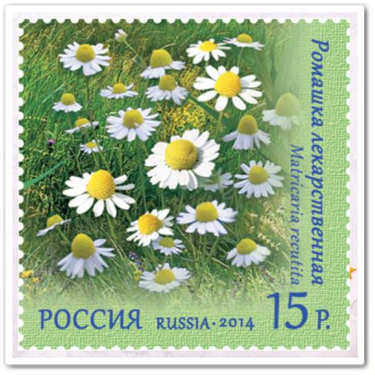 Ромашка лекарственная