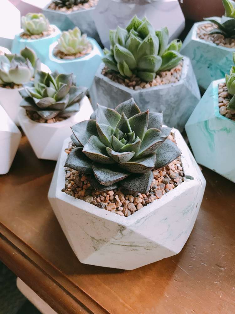 Эхеверия Пурпузорум Echeveria Purpusorum купить в Москве