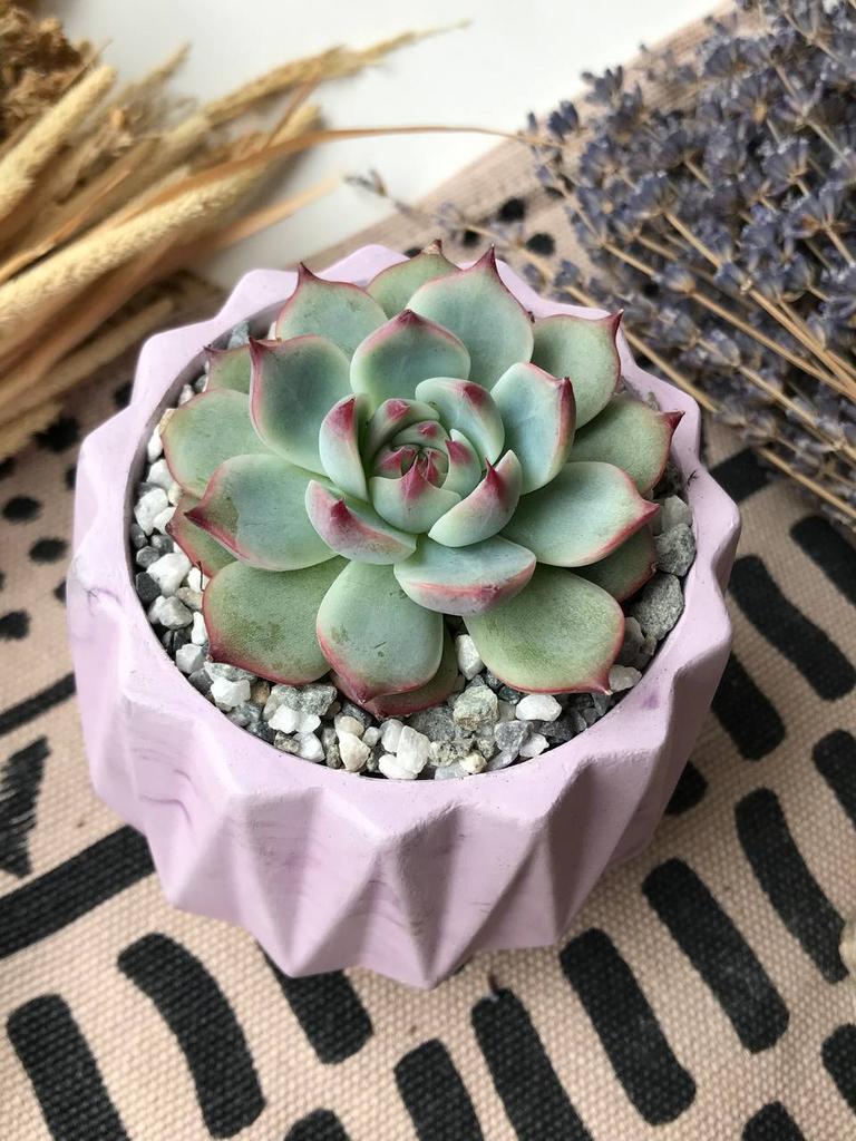 Эхеверия Чихуахуензис