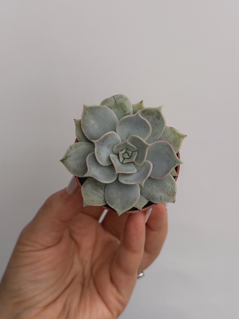 Эхеверия Лилацина