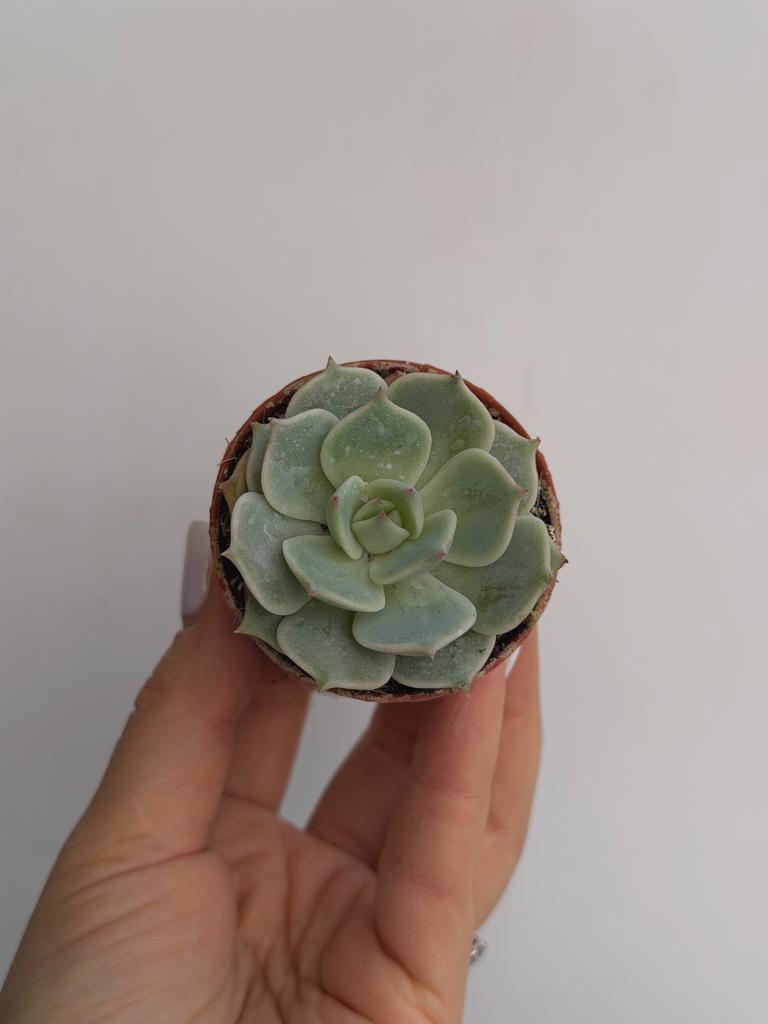 Эхеверия Лола