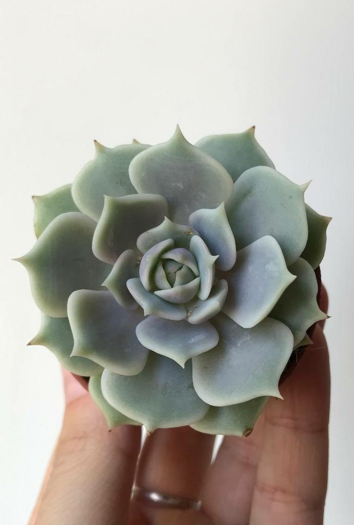 Эхеверия Лола