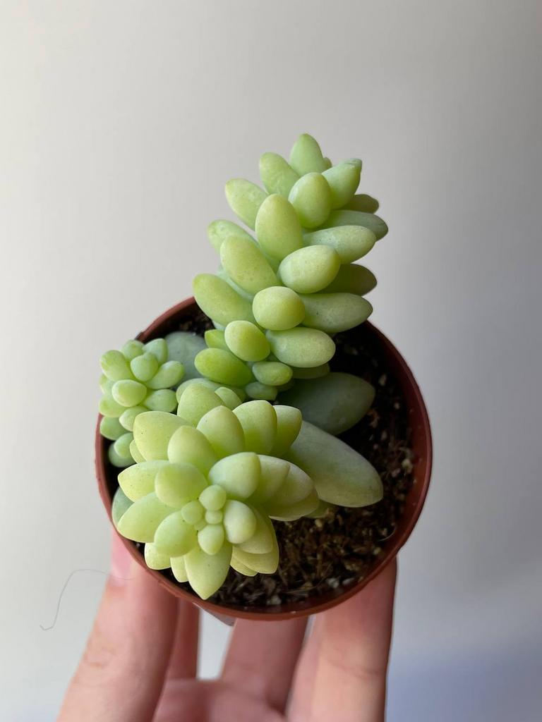 Седум Буррито