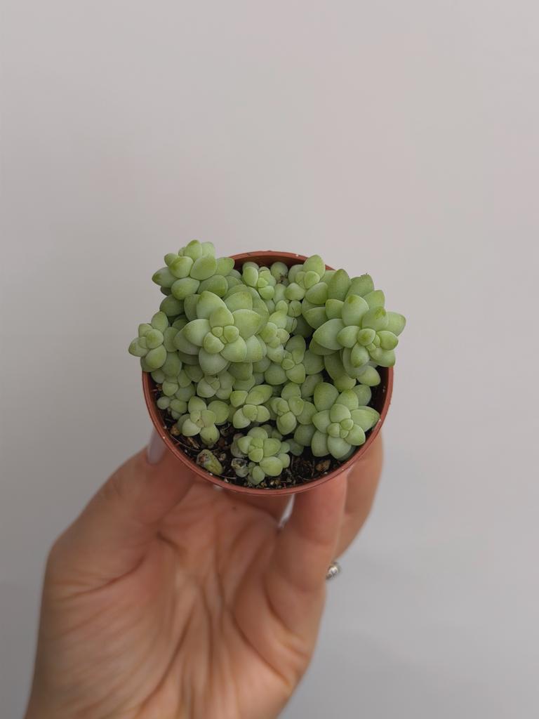 Седум Буррито