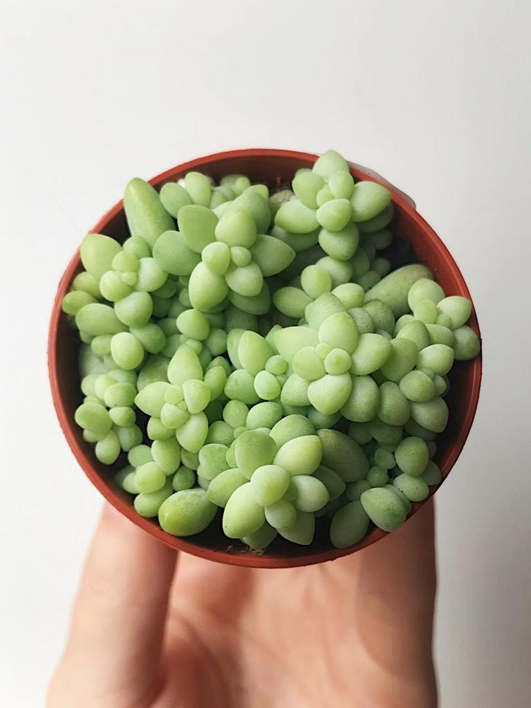 Седум Буррито