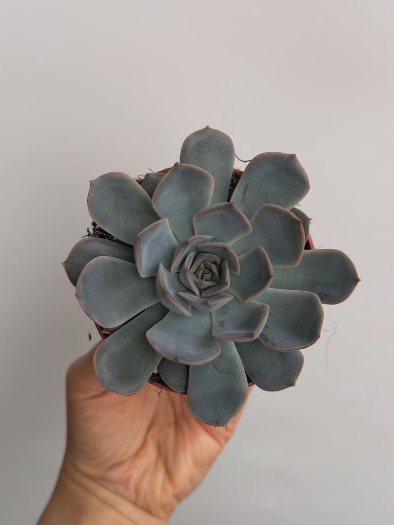 Эхеверия Орион