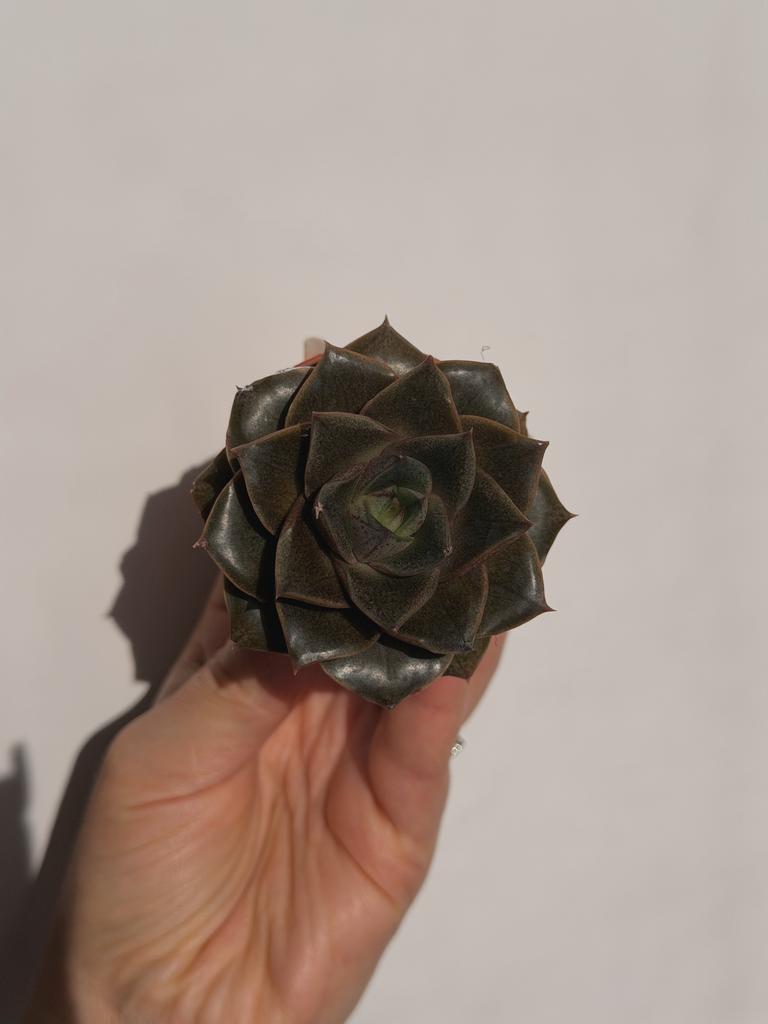 Эхеверия Пурпузорум