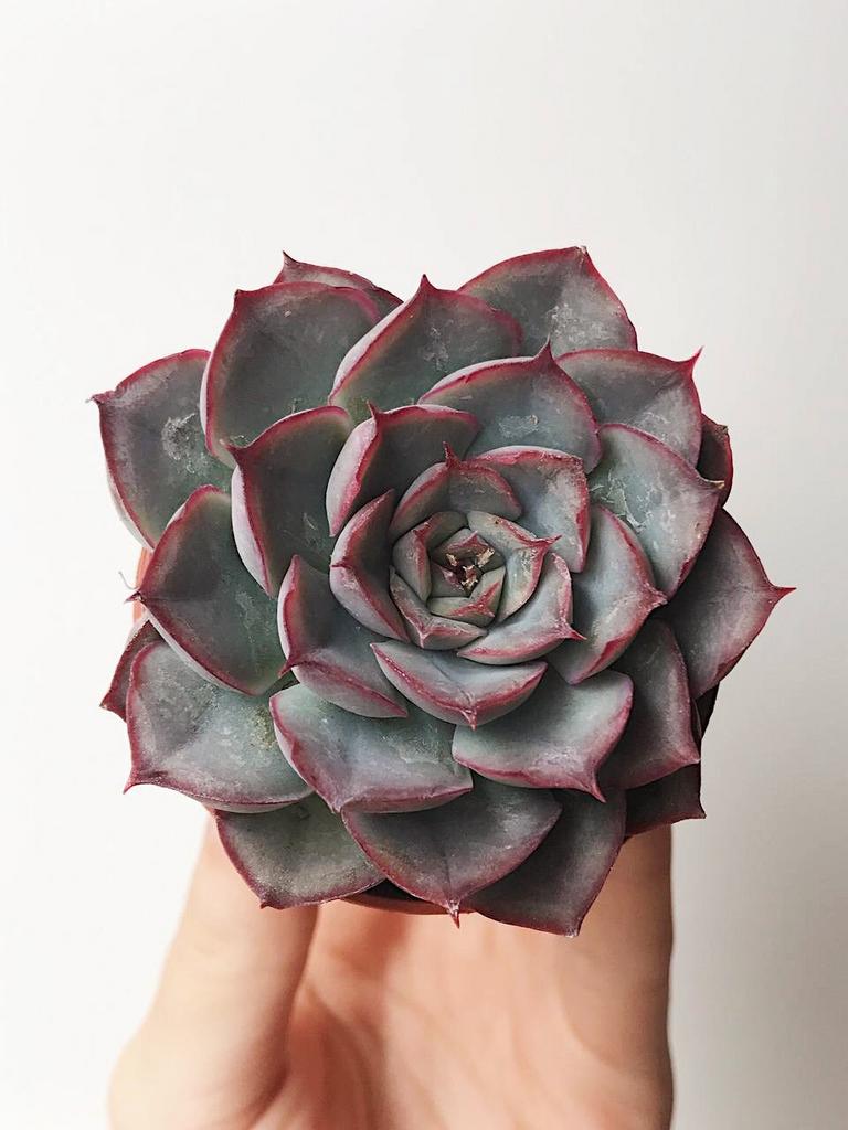 Эхеверия Геркулес